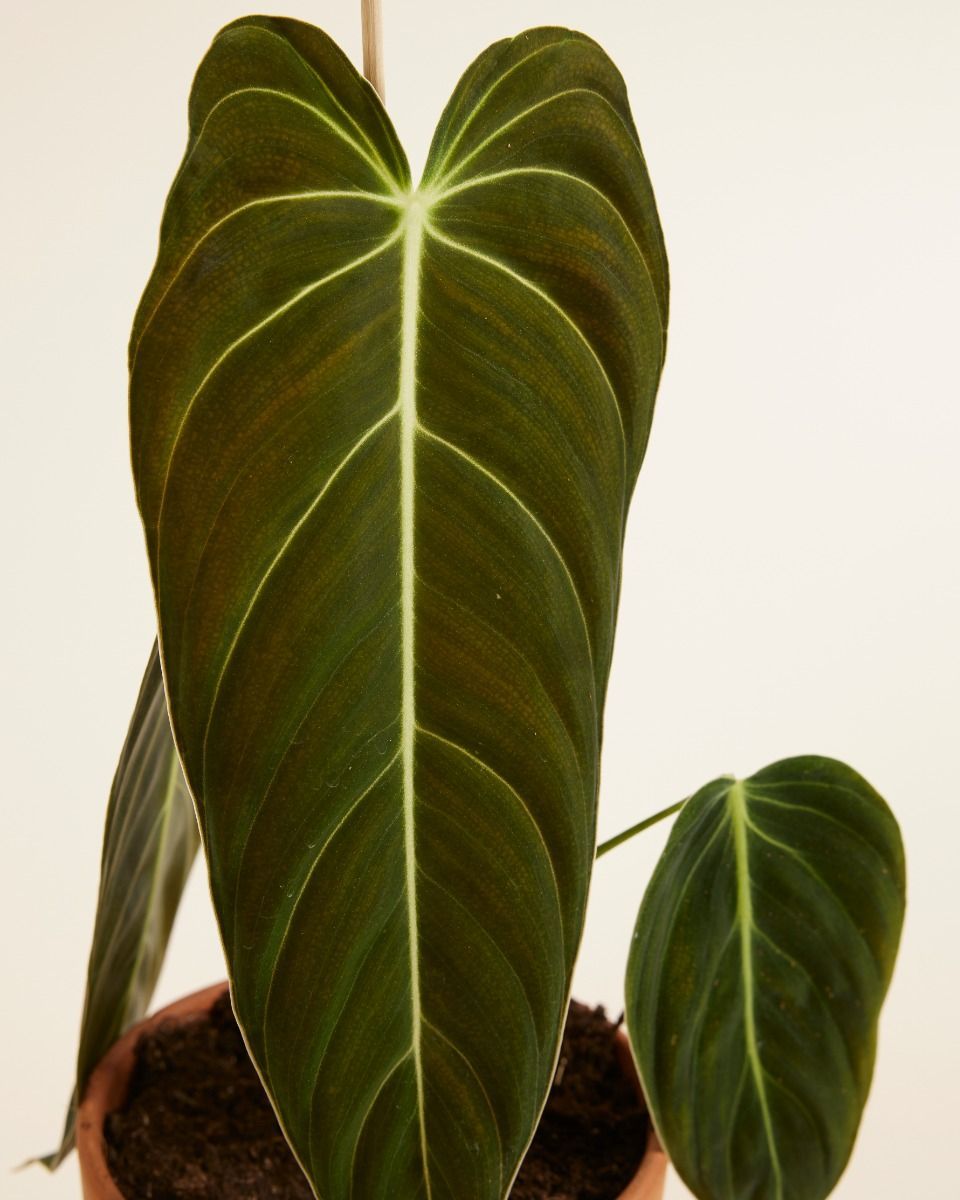 Philodendron Filodendro Melanochrysum