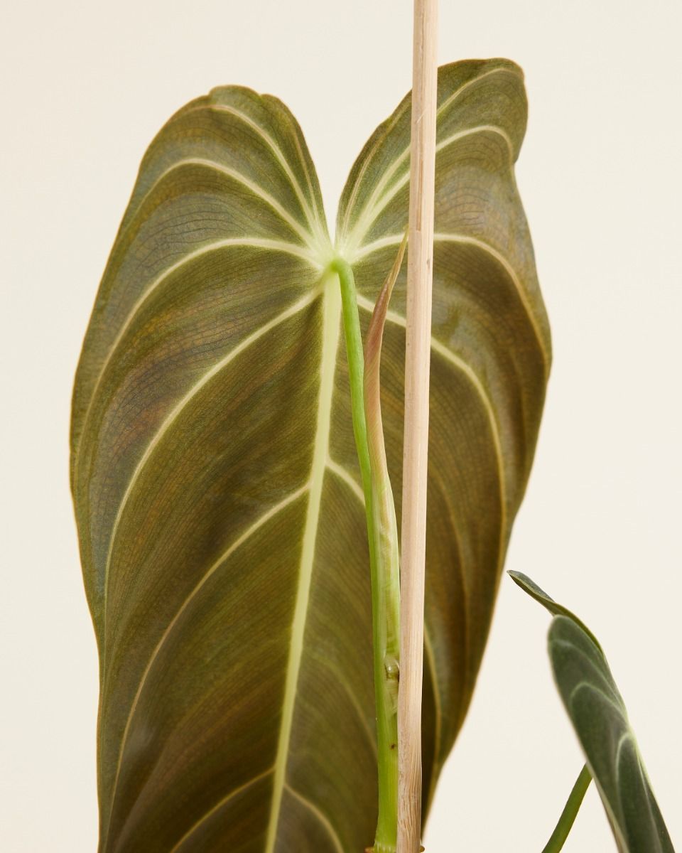 Philodendron Filodendro Melanochrysum