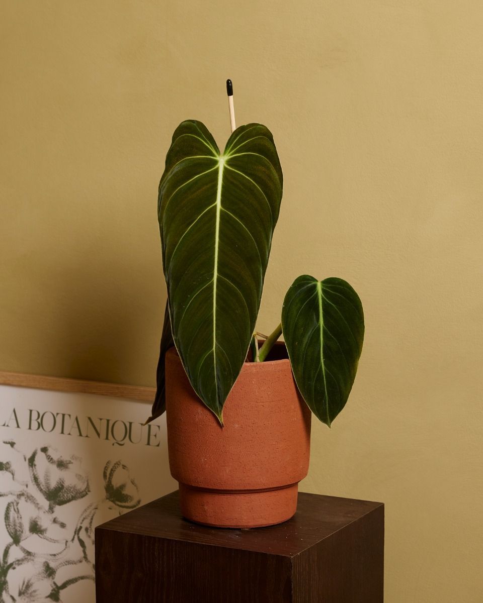 Philodendron Filodendro Melanochrysum