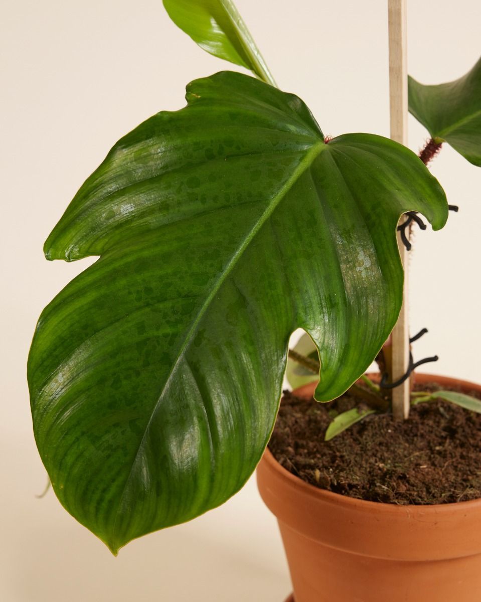 Philodendron Squamiferum