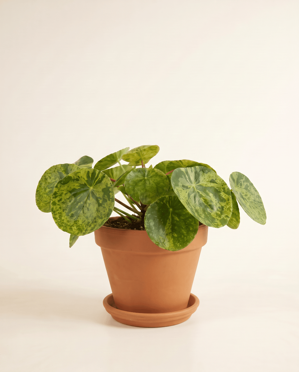 Pilea Peperomioides Ufopflanze Mojito®