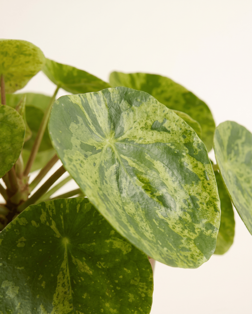 Pilea Peperomioides Ufopflanze Mojito®