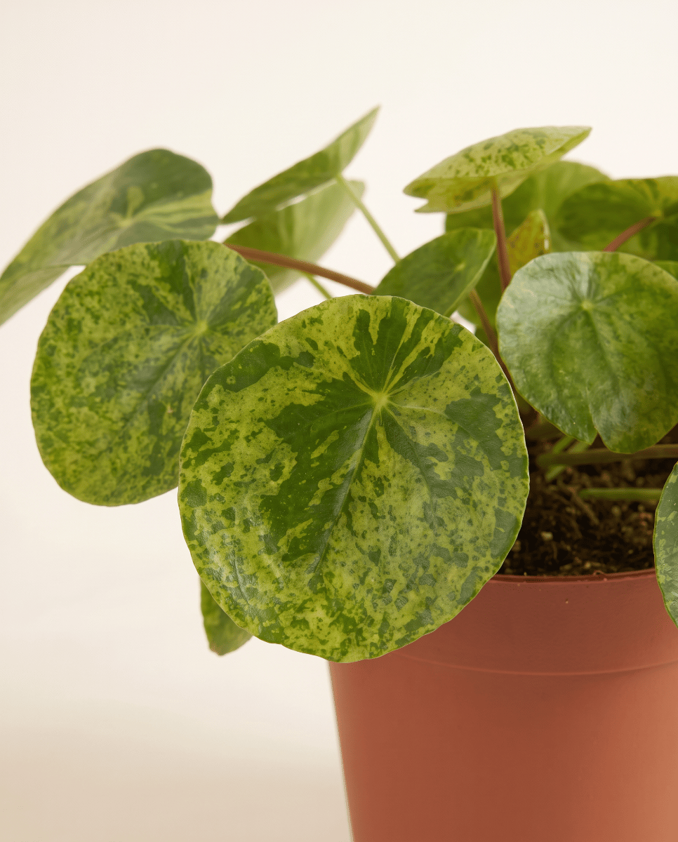 Pilea Peperomioides Ufopflanze Mojito®