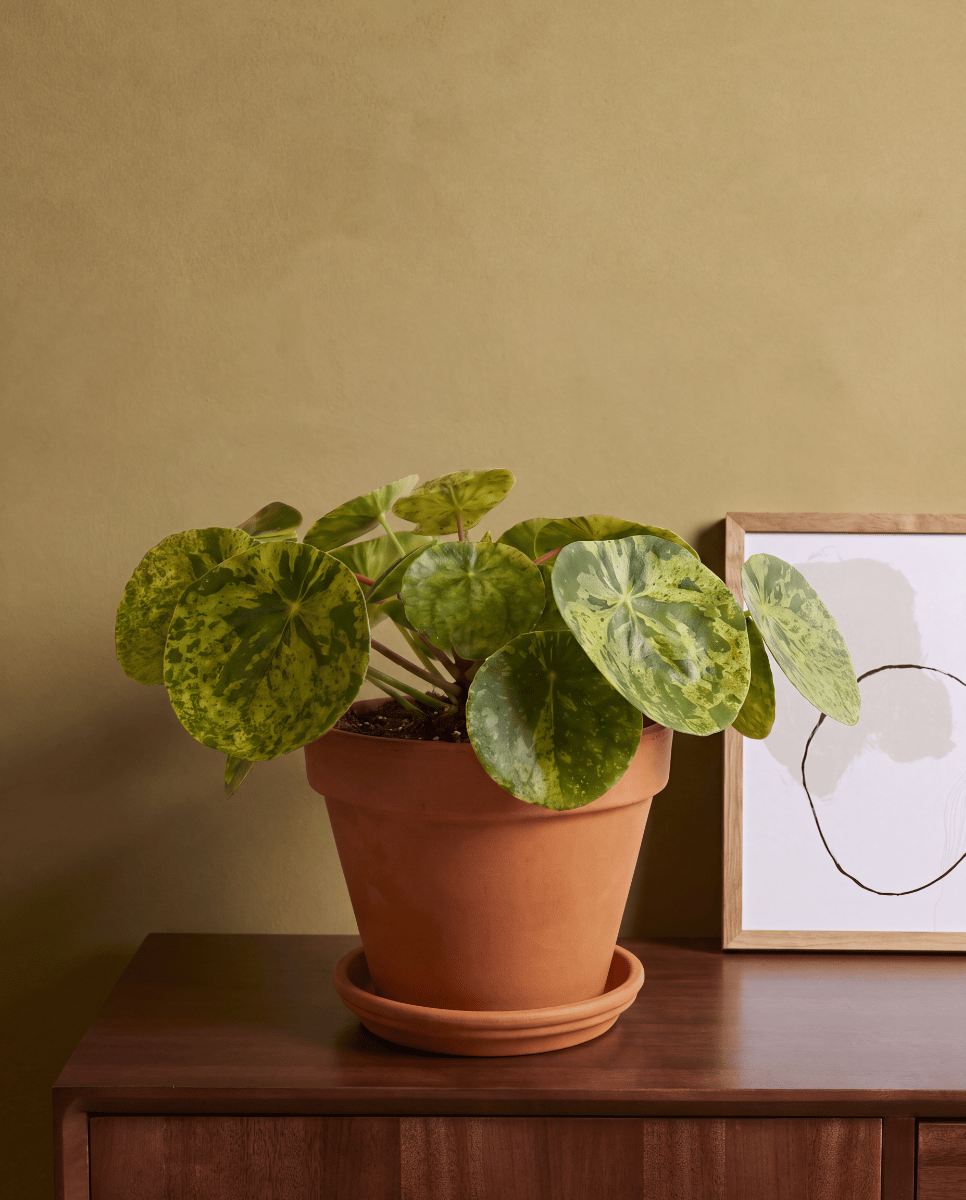 Pilea Peperomioides Ufopflanze Mojito®