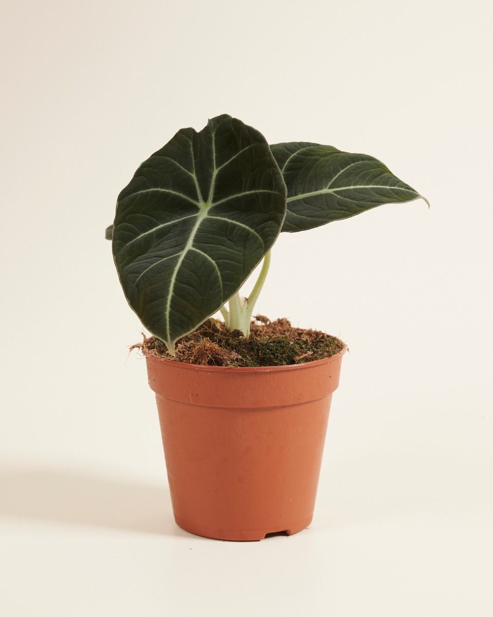 Alocasia Elefantenohr Black Velvet