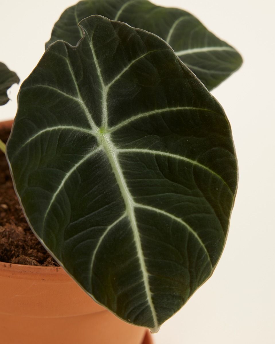 Alocasia Elefantenohr Black Velvet