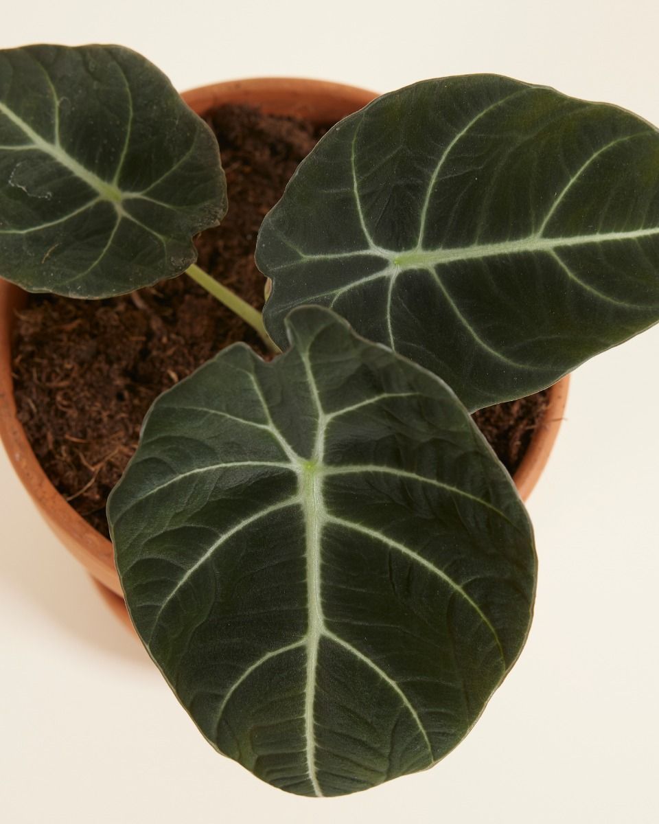 Alocasia Elefantenohr Black Velvet
