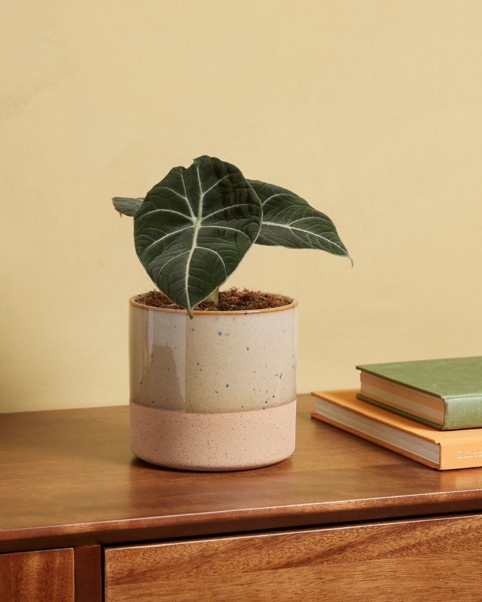 Alocasia Elefantenohr Black Velvet