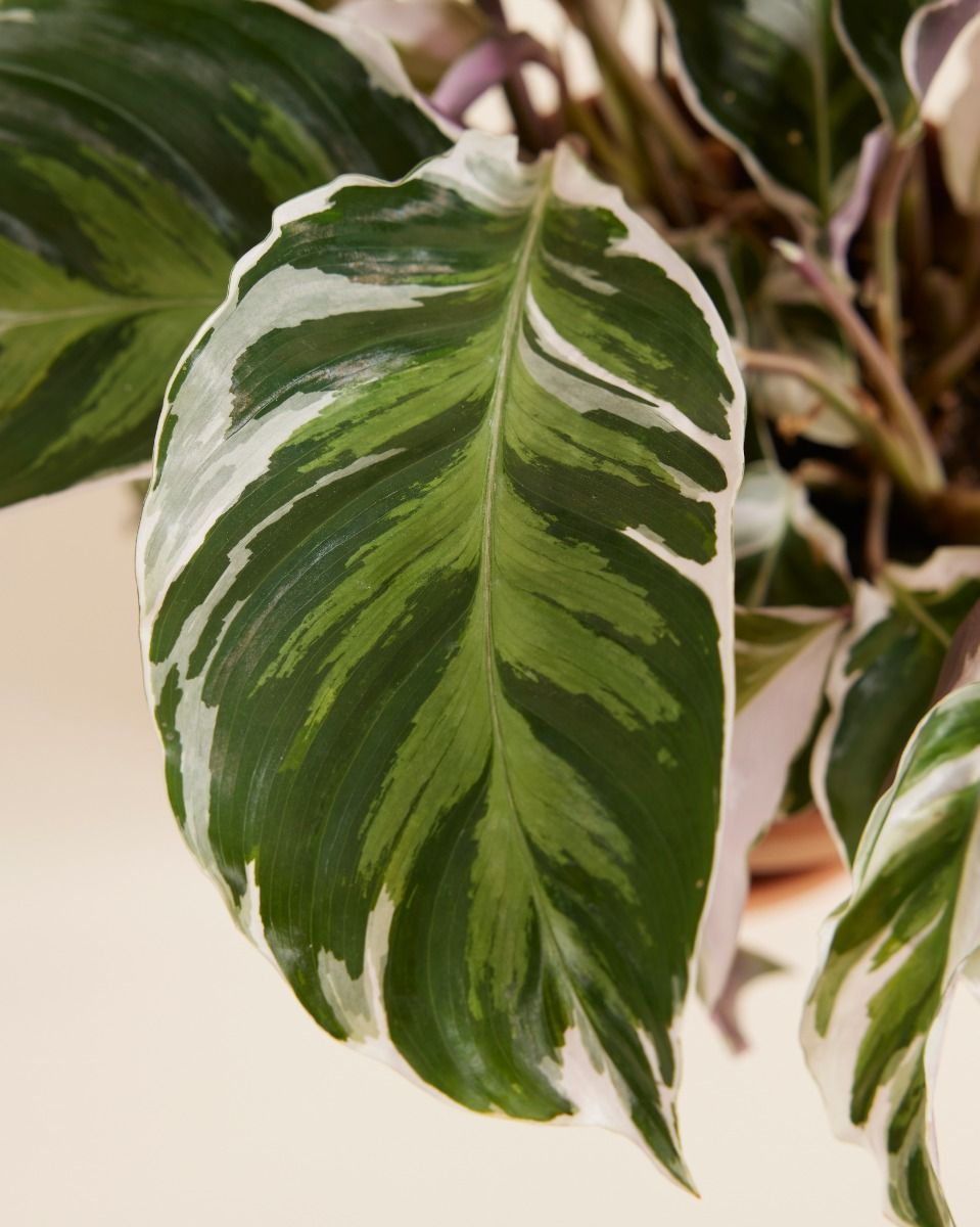 Calathea Pfeilwurze Stella