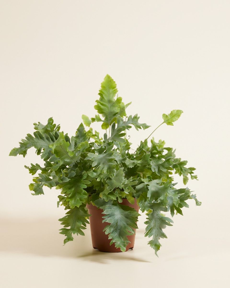 Davana Blue Star Fern Phlebodium