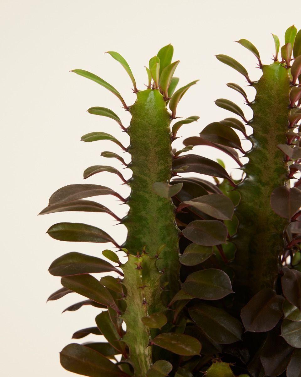 Euphorbia Wolfsmelk Rubra
