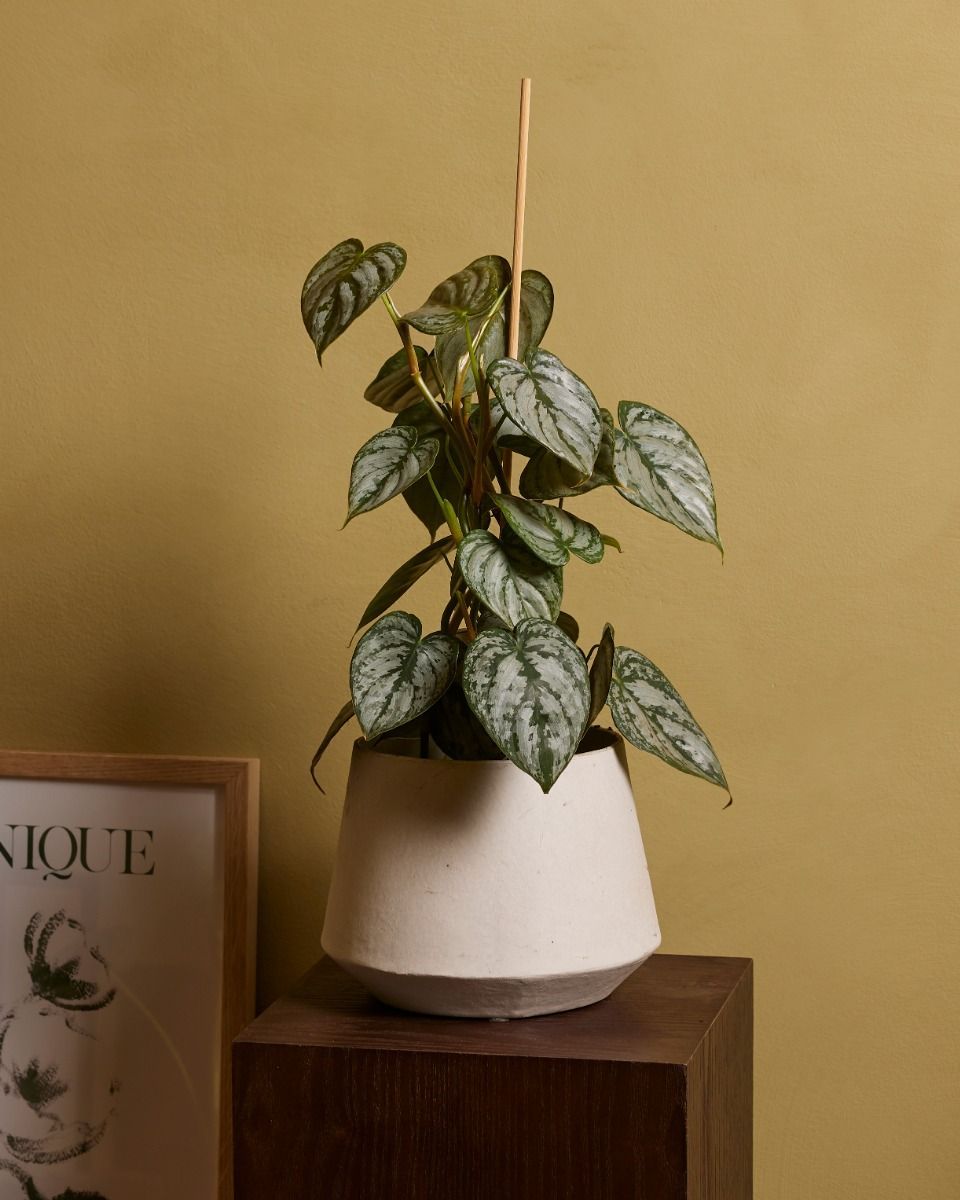 Philodendron Baumfreund Brandtianum