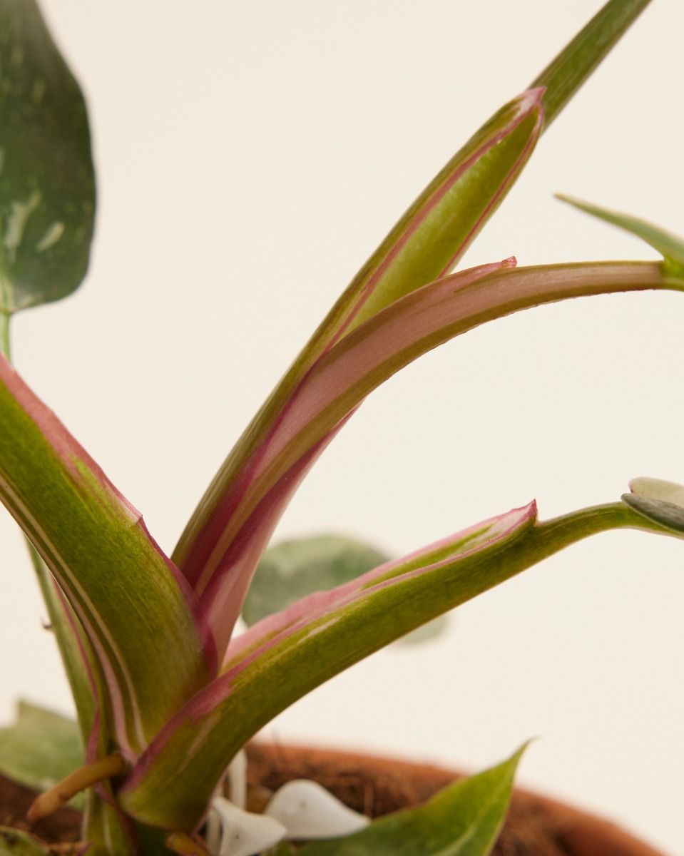 Philodendron White Princess
