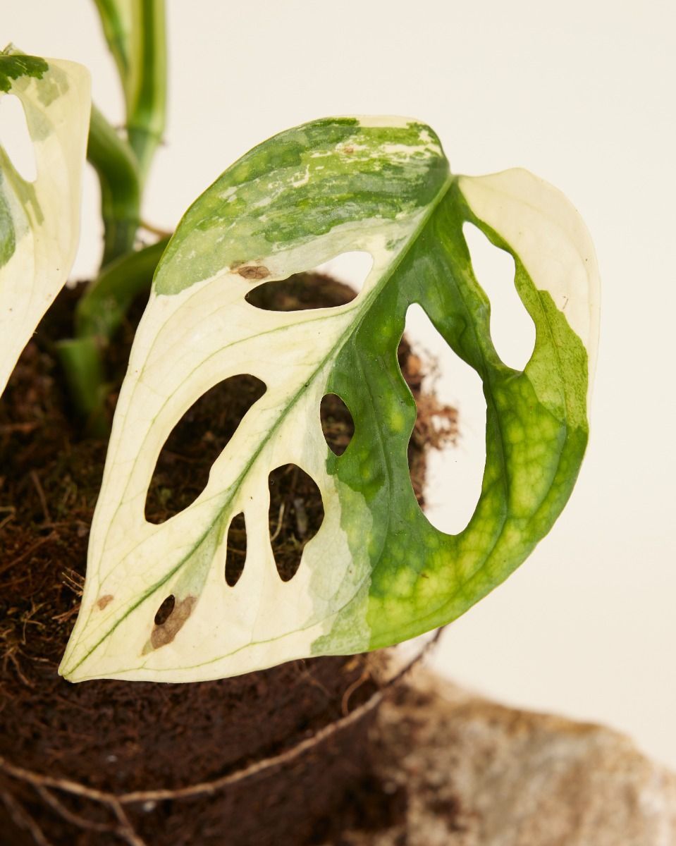 Monstera Adansonii Variegated