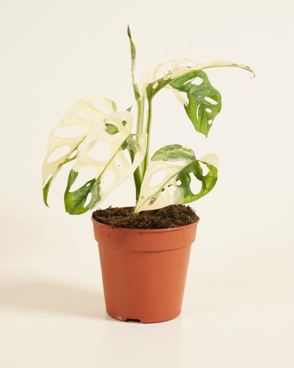 Monstera Adansonii Variegated