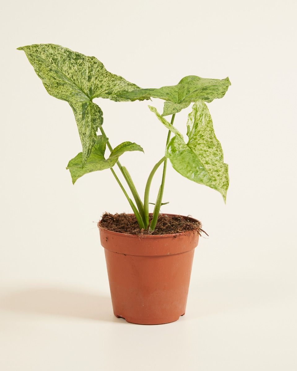 Syngonium Mottled