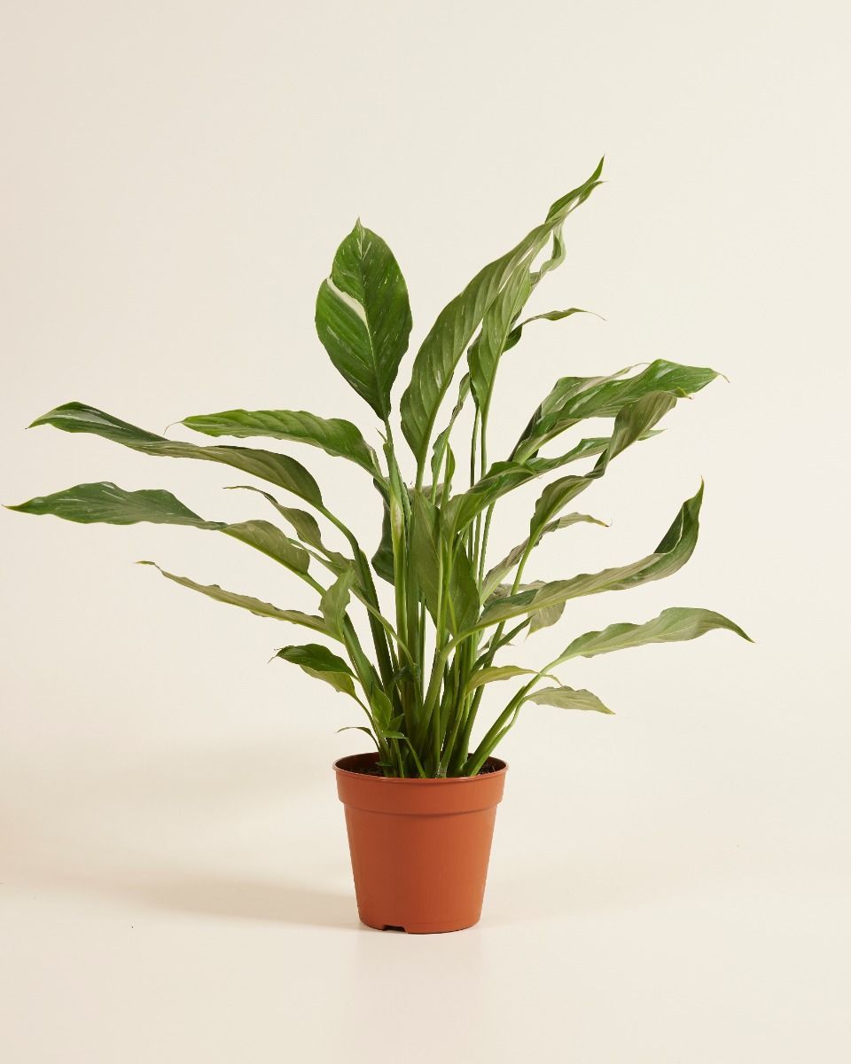 Spathiphyllum Peace lily Diamond Variegata