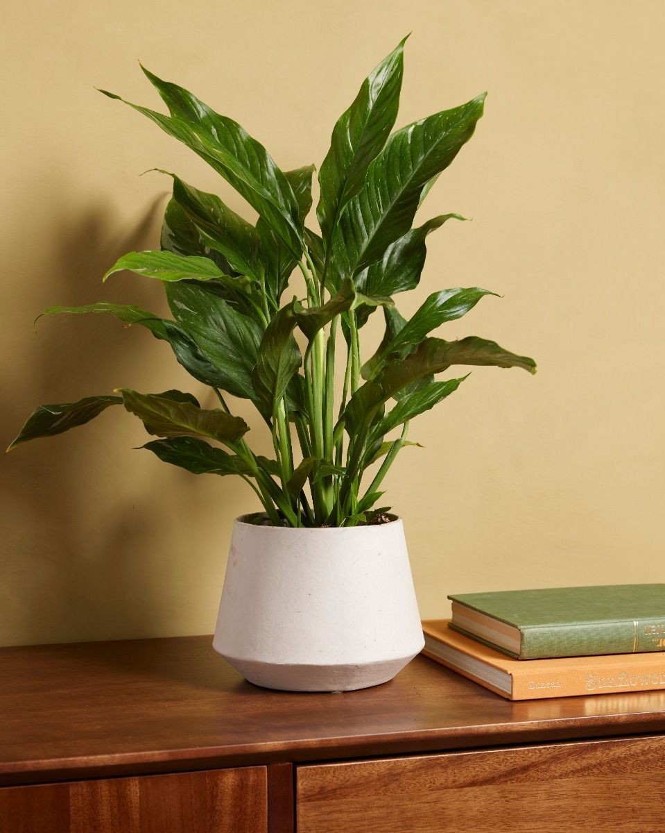 Spathiphyllum Giglio della pace Diamond Variegata