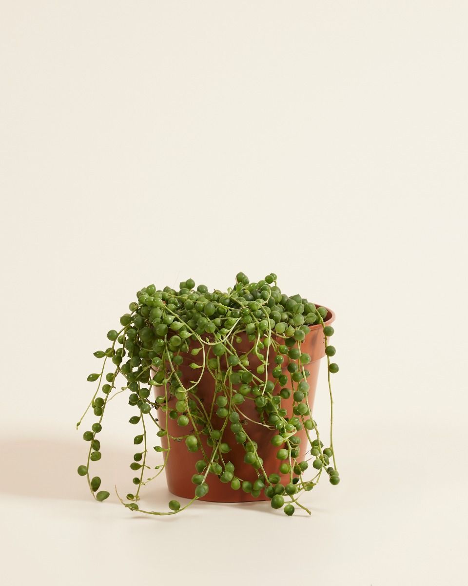 Senecio Rowleyanus