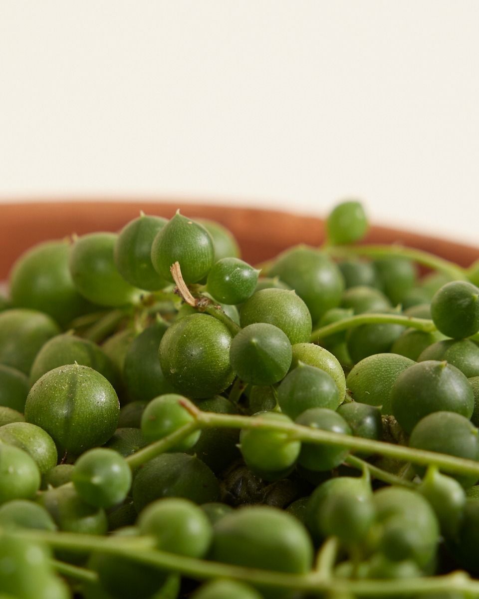 Senecio Rowleyanus