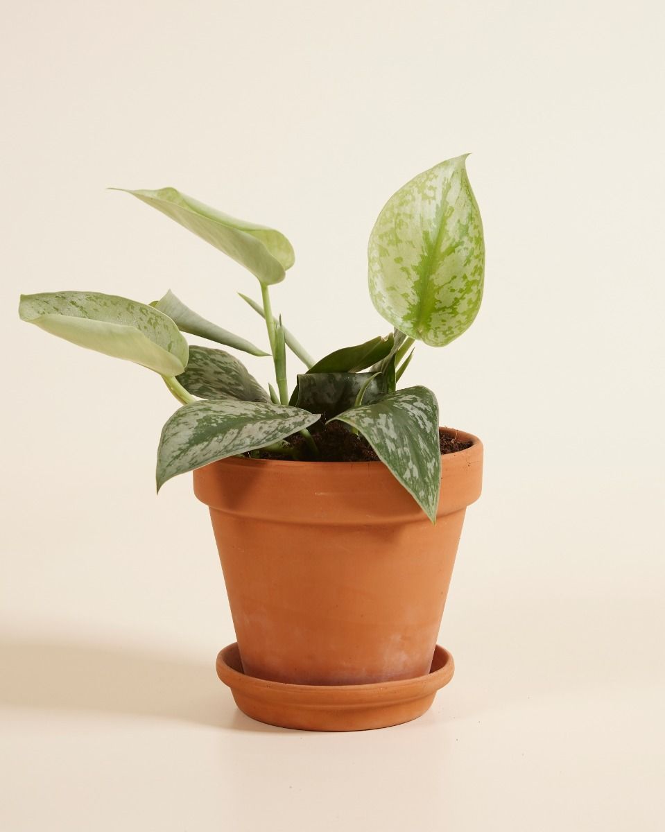 Scindapsus Pictus Trebie