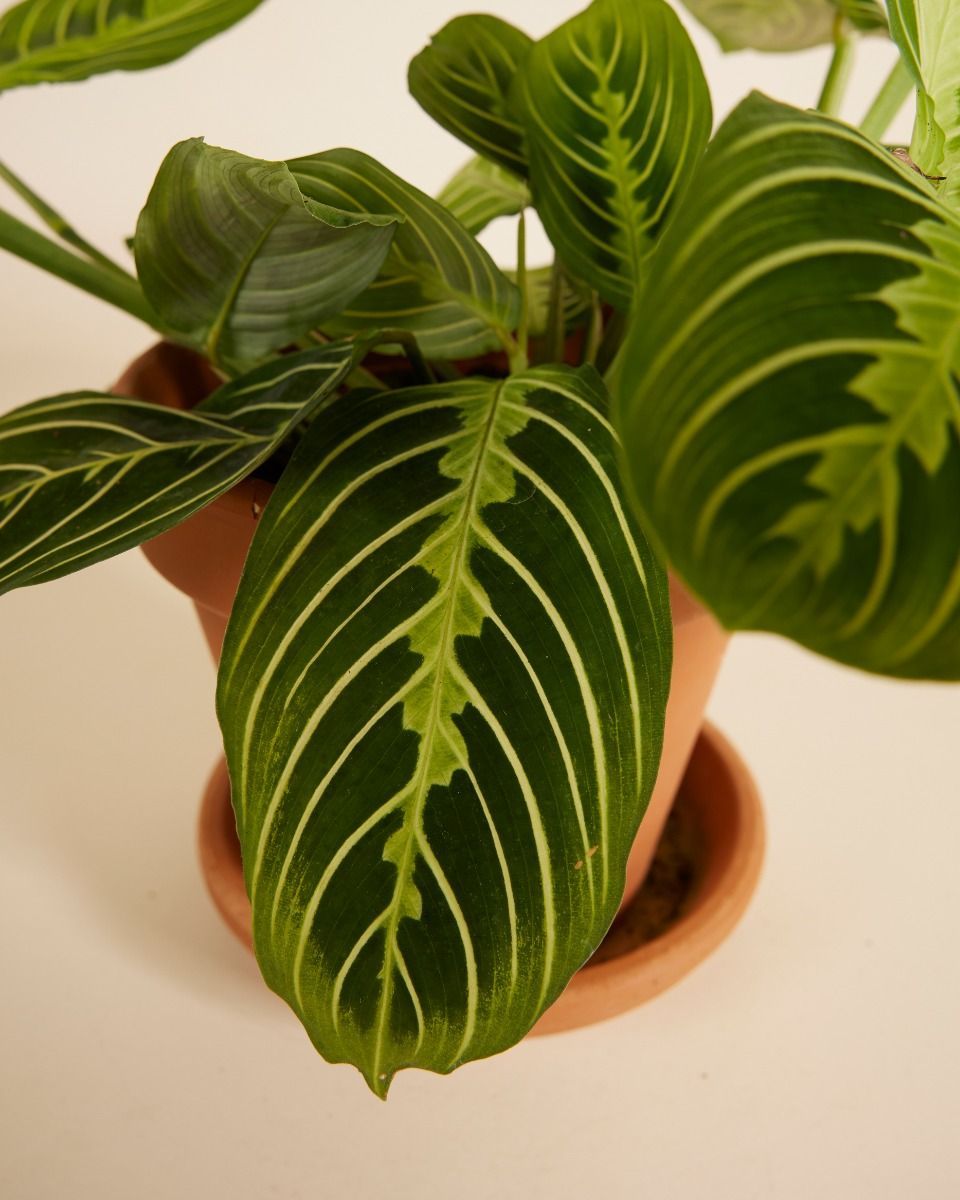 Maranta Gebetspflanze Lemon Lime