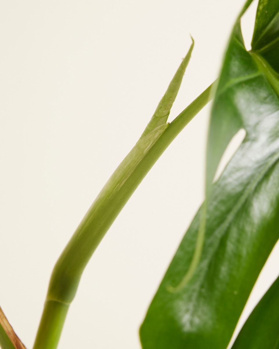 Monstera Fensterblatt Deliciosa Variegata (B-grade)