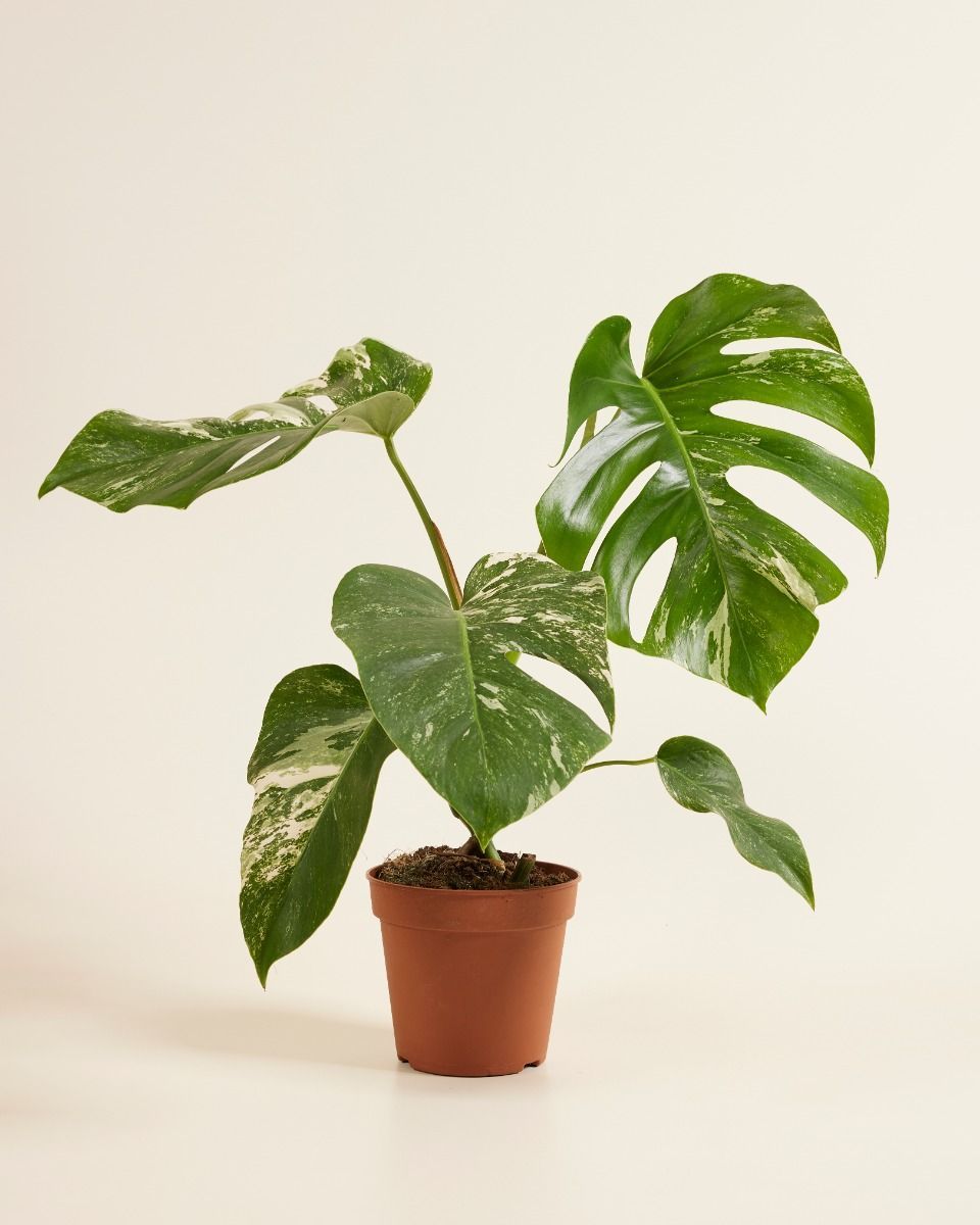 Monstera Fensterblatt Deliciosa Variegata (B-grade)