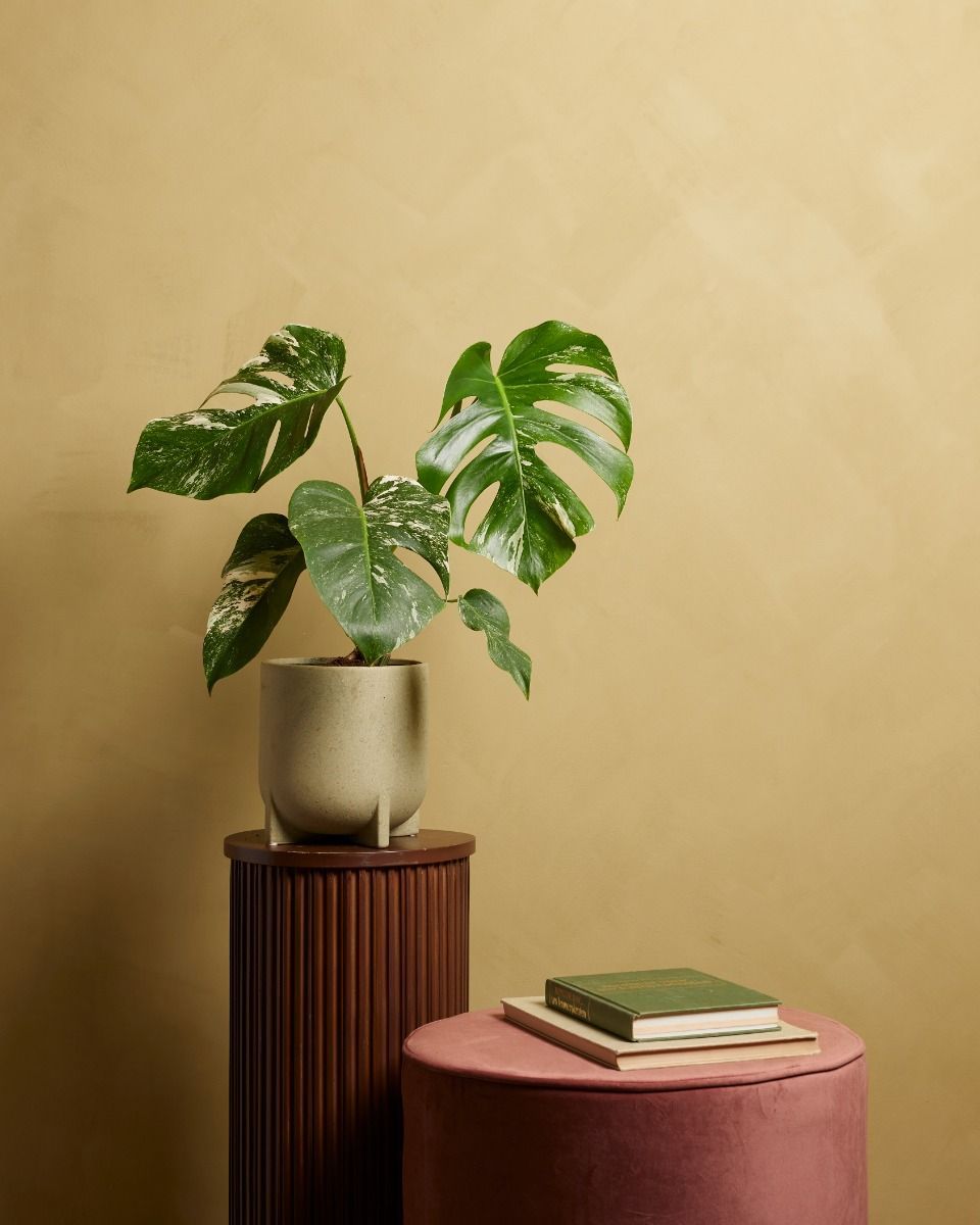 Monstera Fensterblatt Deliciosa Variegata (B-grade)