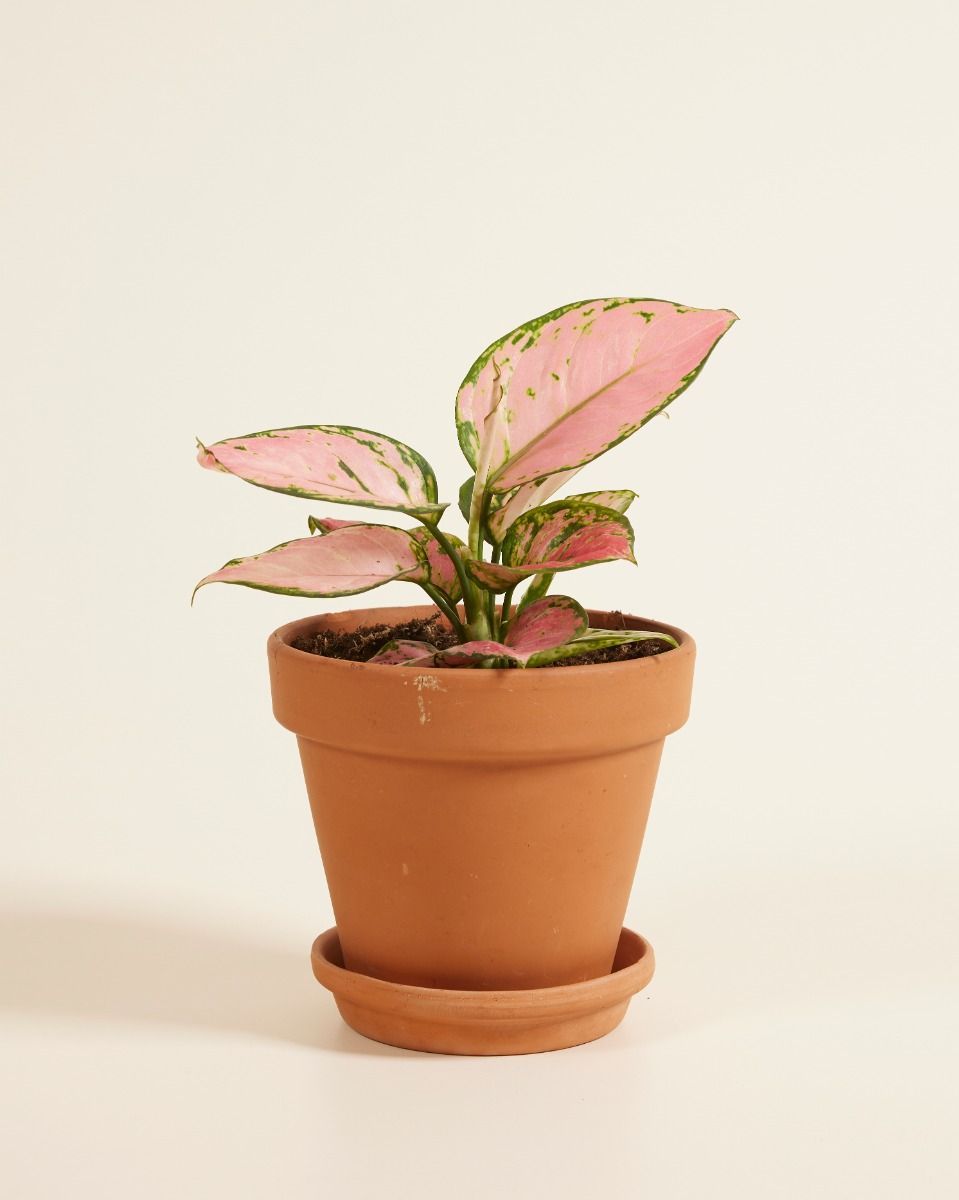 Aglaonema Aglaonème Pink Princess
