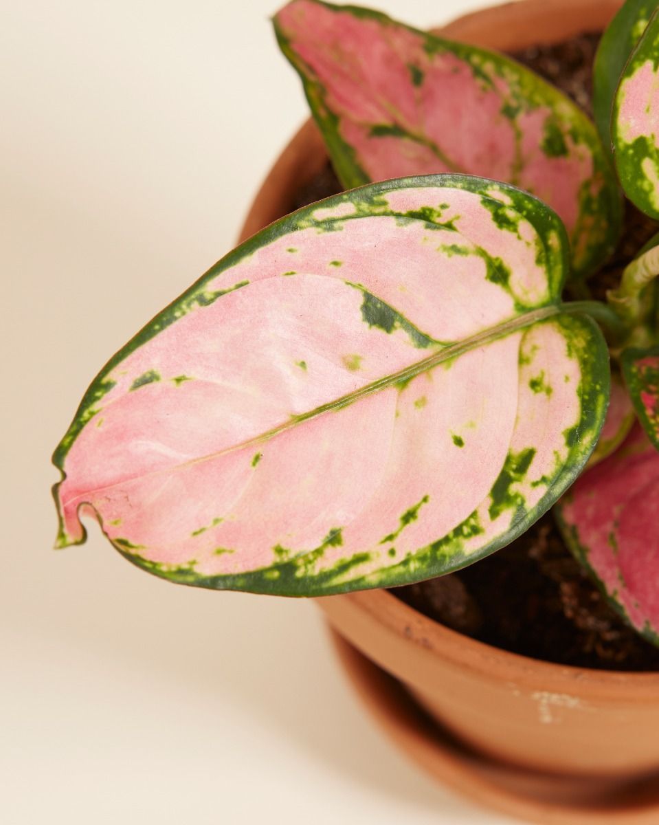 Aglaonema Aglaonème Pink Princess