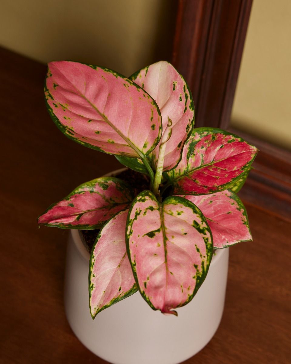 Aglaonema Aglaonème Pink Princess