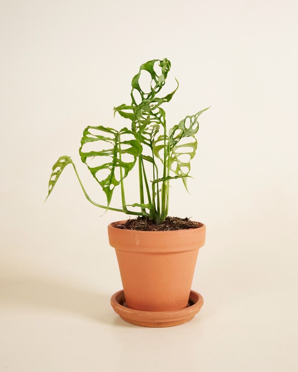 Monstera Fensterblatt Obliqua 
