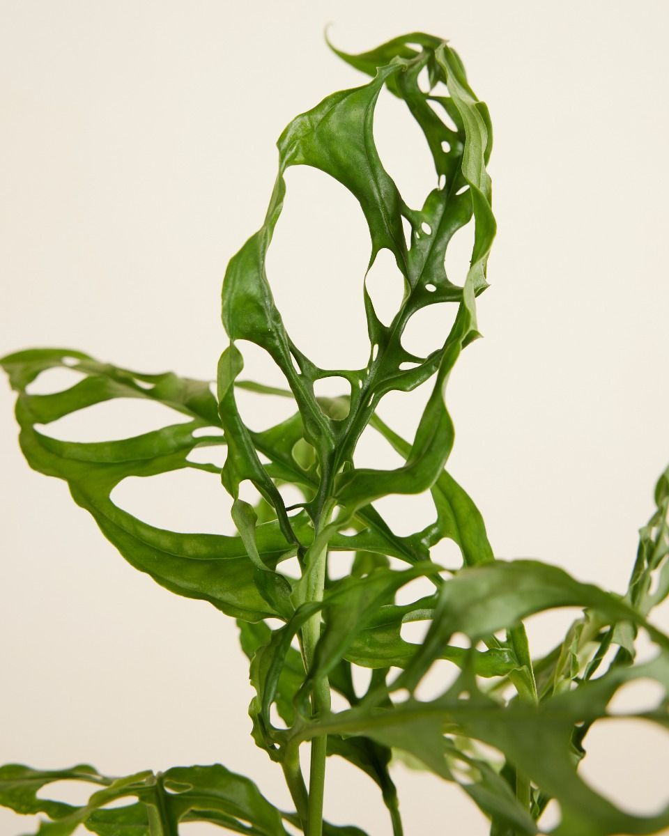 Monstera Fensterblatt Obliqua 