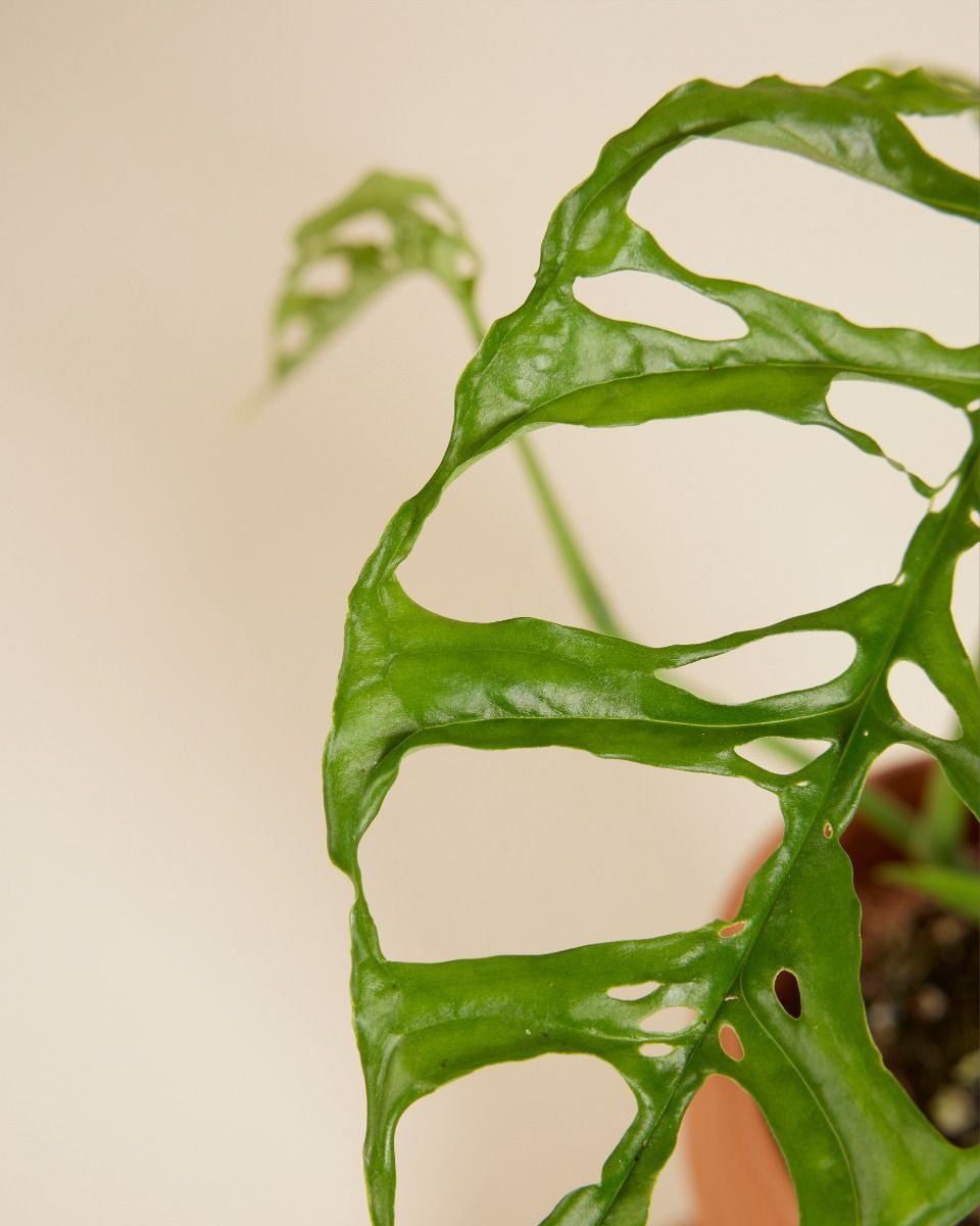 Monstera Fensterblatt Obliqua 