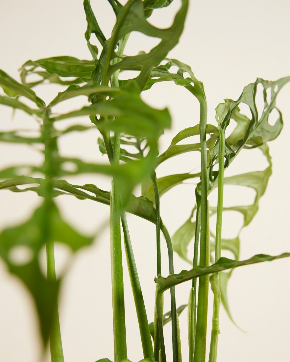 Monstera Fensterblatt Obliqua 