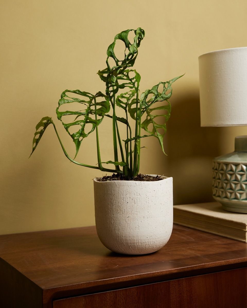 Monstera Fensterblatt Obliqua 
