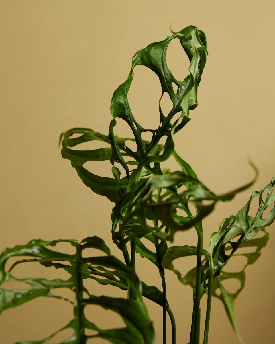 Monstera Fensterblatt Obliqua 