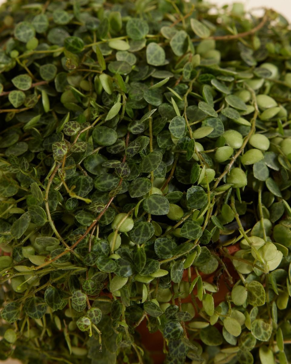 Peperomia Krokodillentranen Prostrata