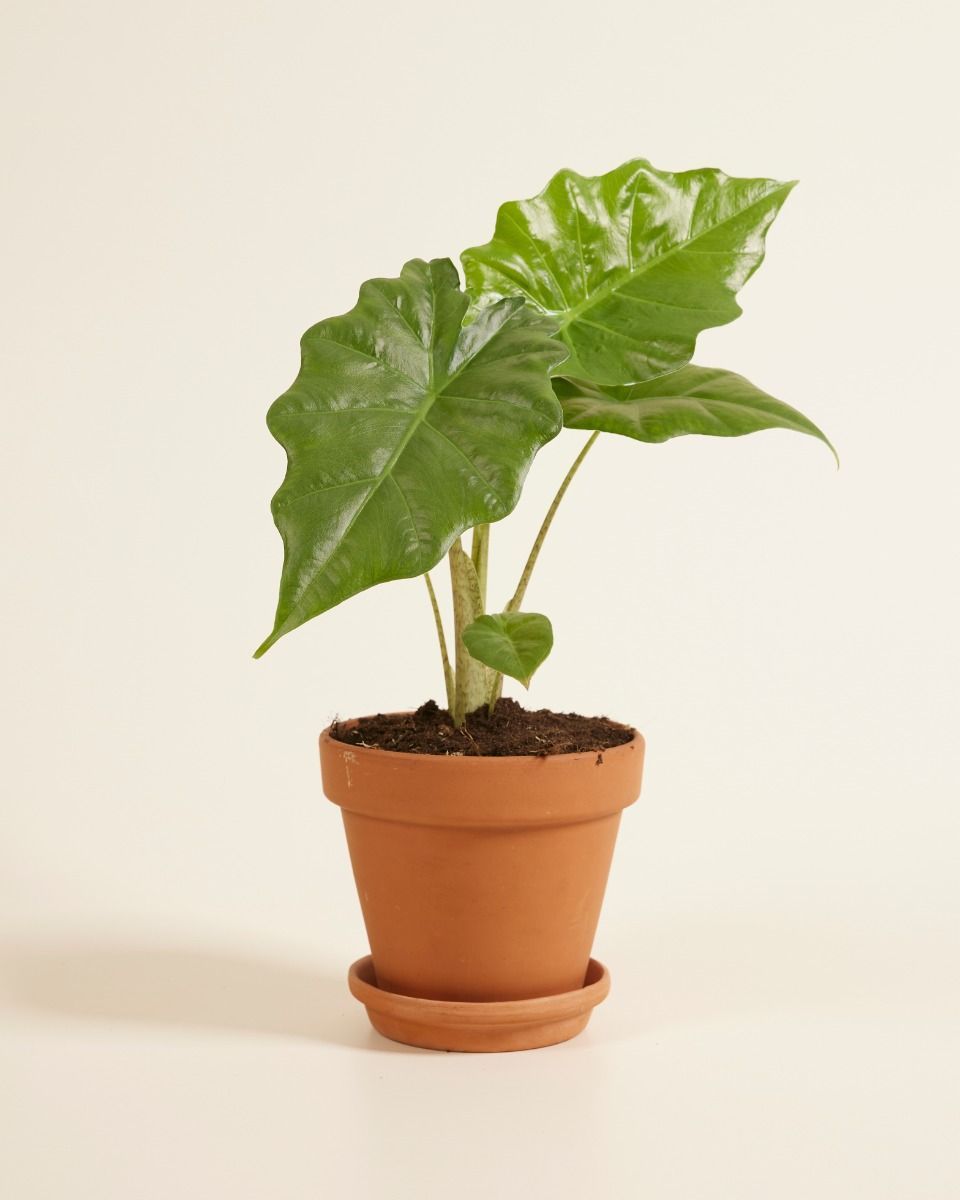 Alocasia Oreille d'éléphant Portodora