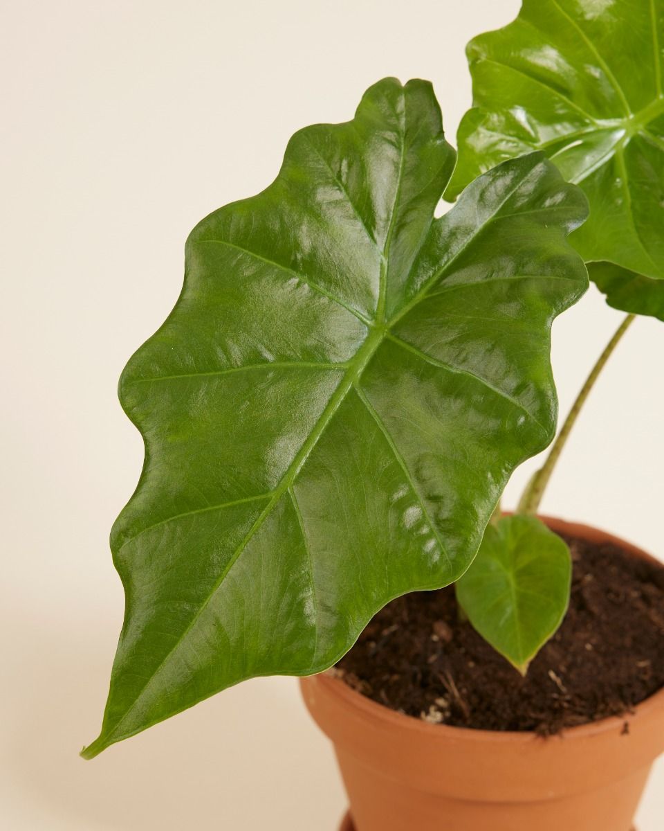 Alocasia Oreille d'éléphant Portodora