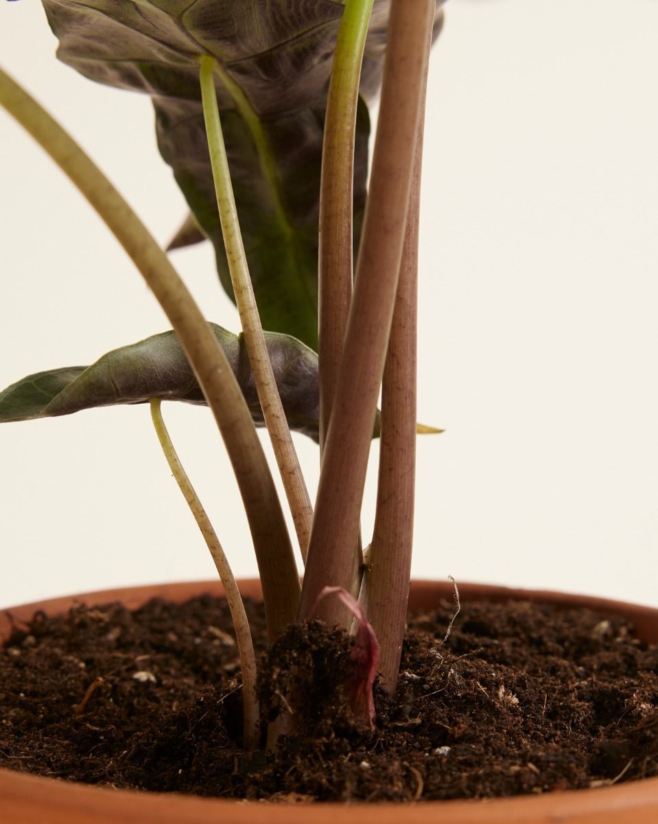 Alocasia Elephant Ears Polly