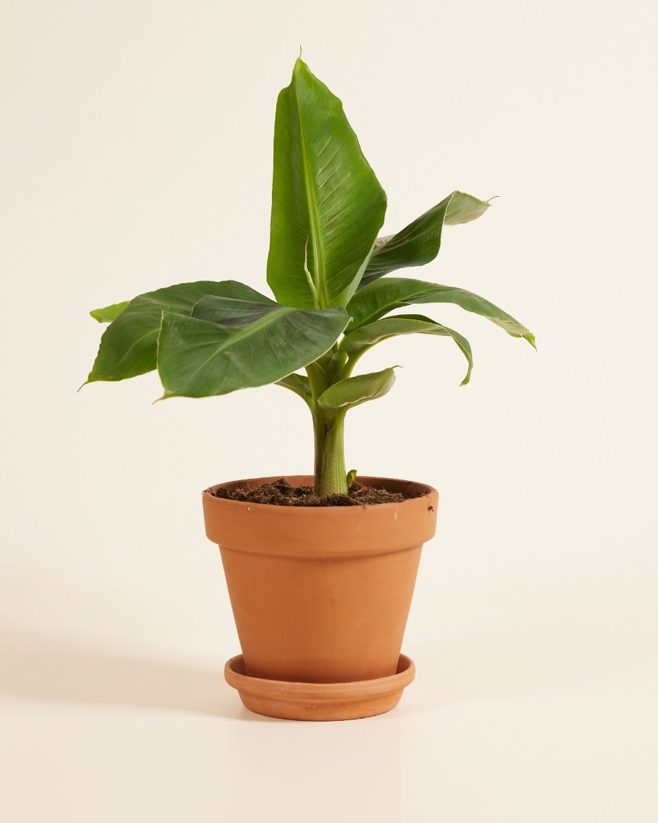 Musa Dwarf Cavendish Bananenpflanze