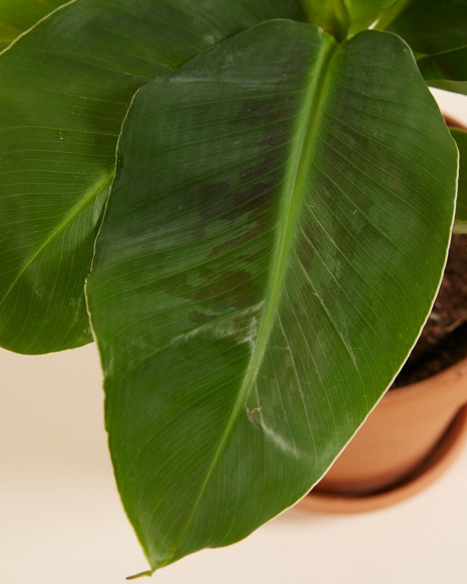 Musa Dwarf Cavendish Bananenpflanze