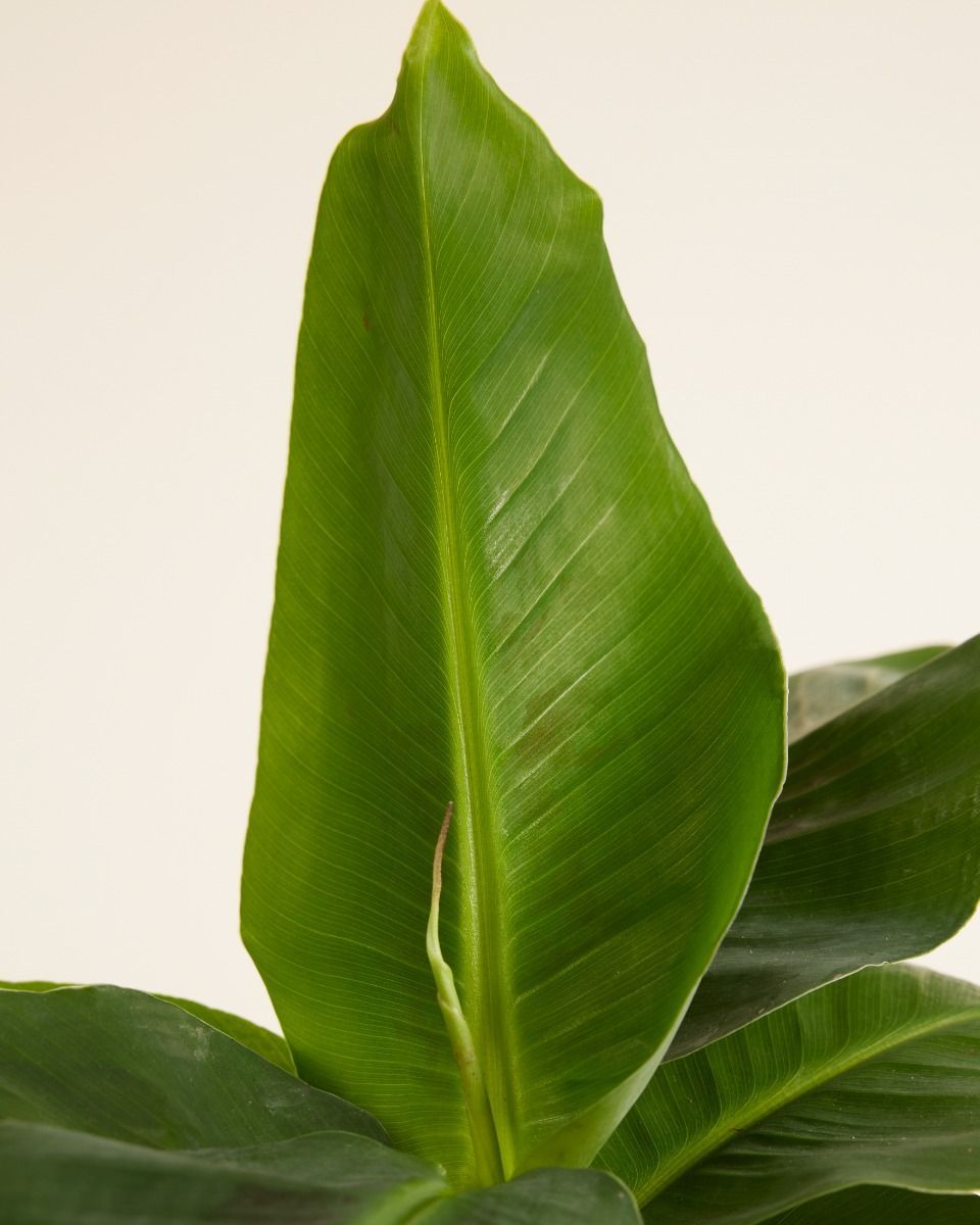 Musa Dwarf Cavendish Bananenpflanze