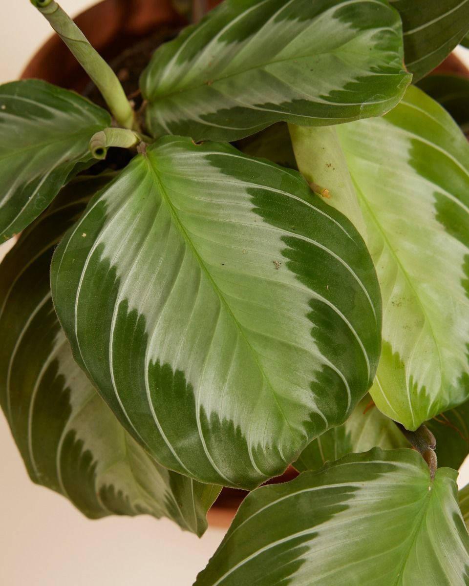 Maranta Gebetspflanze Silver Band