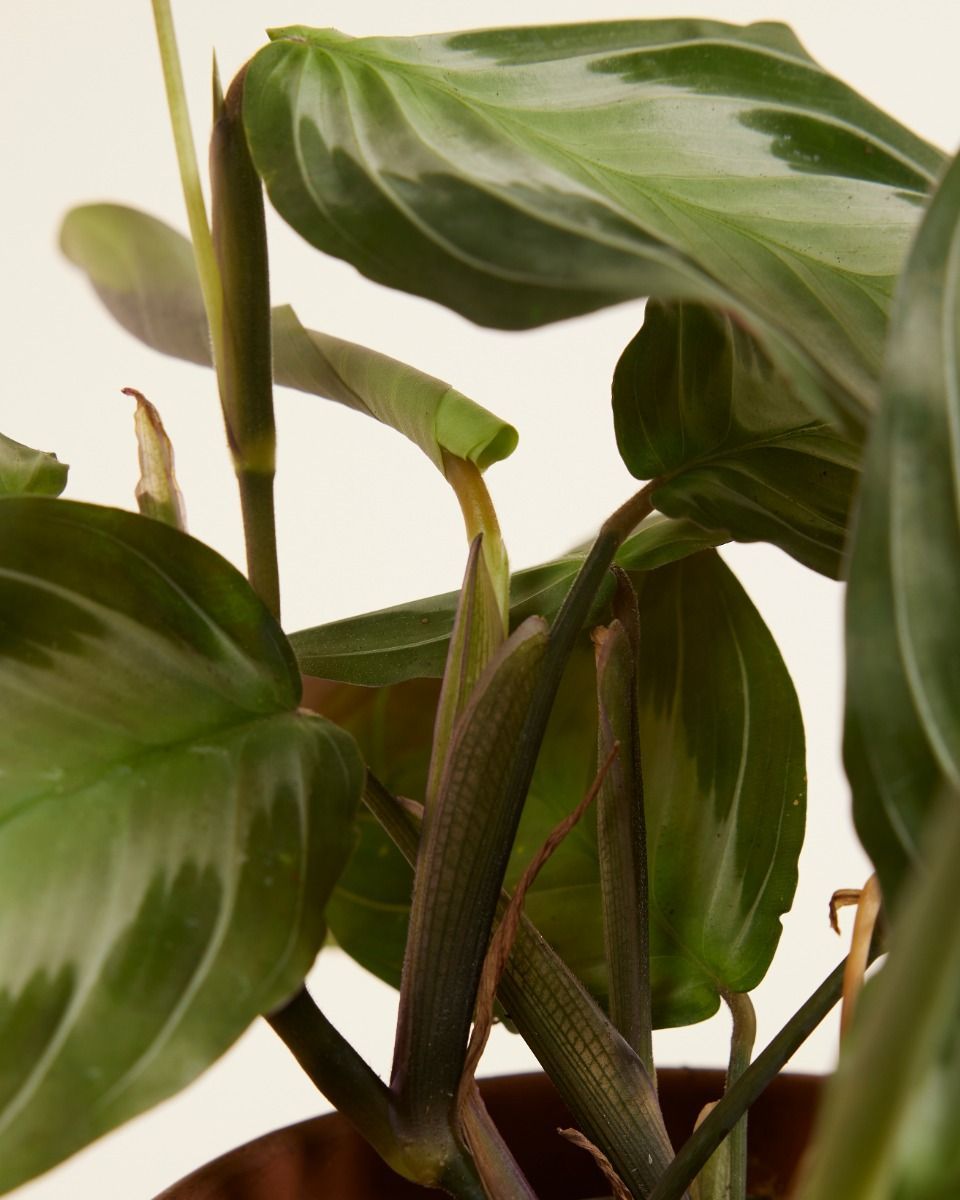 Maranta Gebetspflanze Silver Band