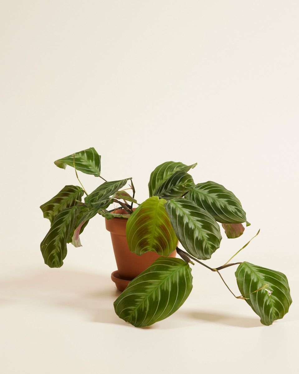 Maranta Pianta della Preghiera Cat Moustache (NoID)