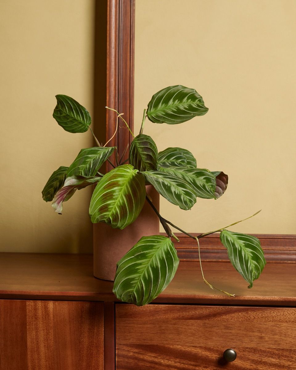 Maranta Pianta della Preghiera Cat Moustache (NoID)