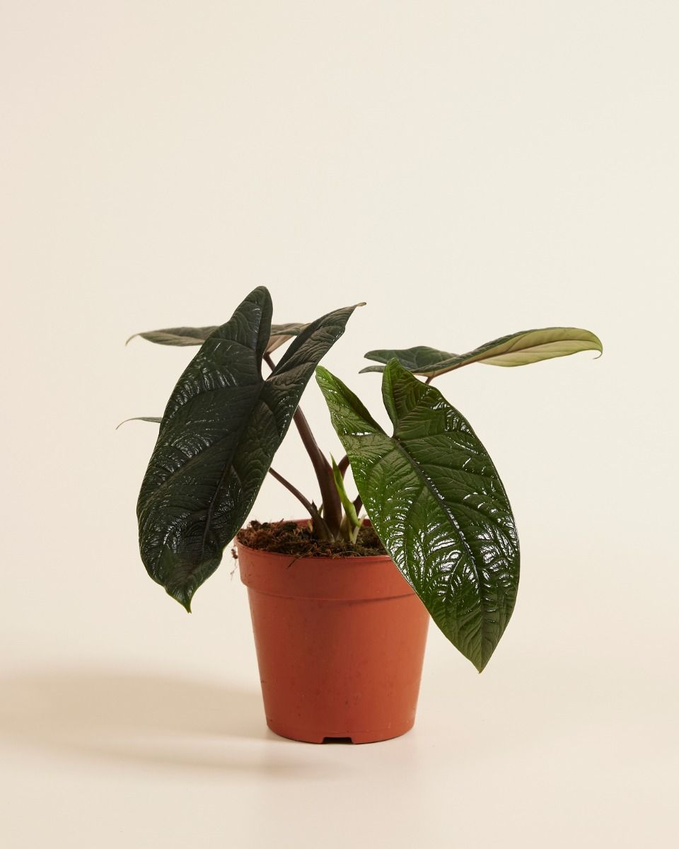 Alocasia Orecchie di Elefante Scalprum